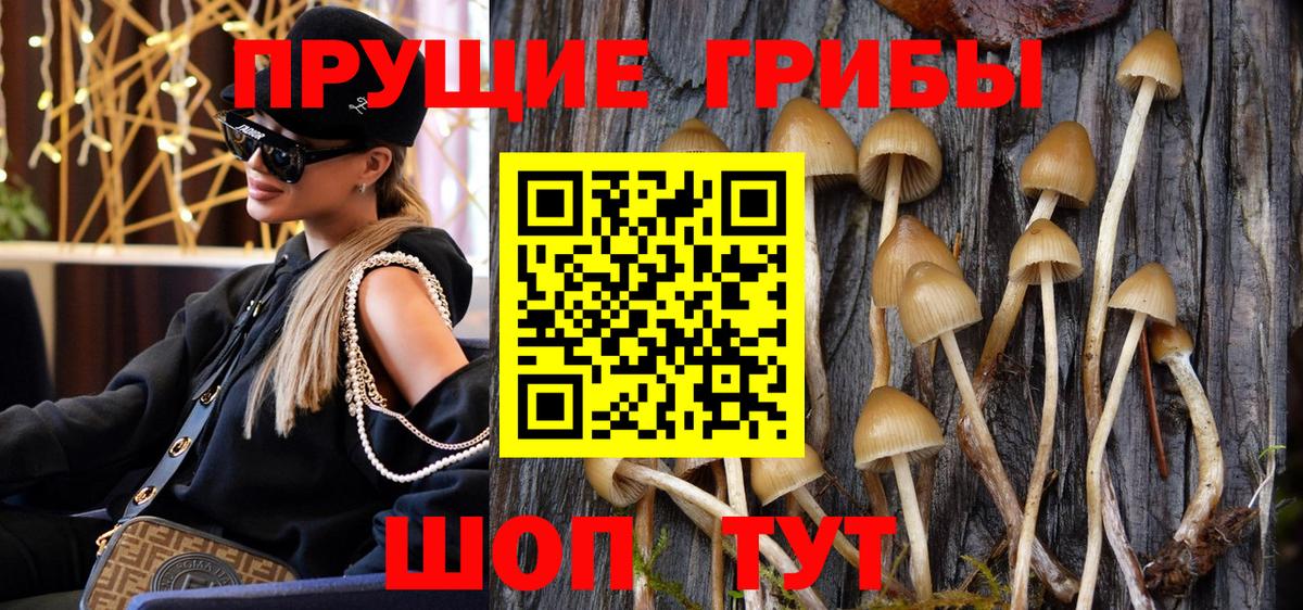 Галлюциногенные грибы мицелий Сосновый Бор